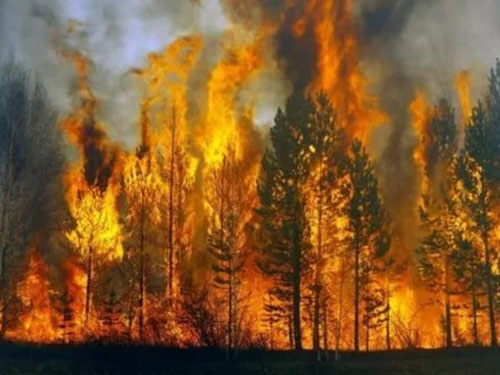 Лесные пожары Владимирская область 2019