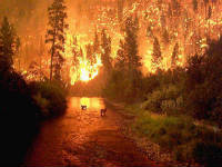 Четвертый день не удается ликвидировать лесной пожар в Забайкальском национальном парке