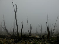 Площадь сгоревших лесов на территории ДФО увеличилась в разы